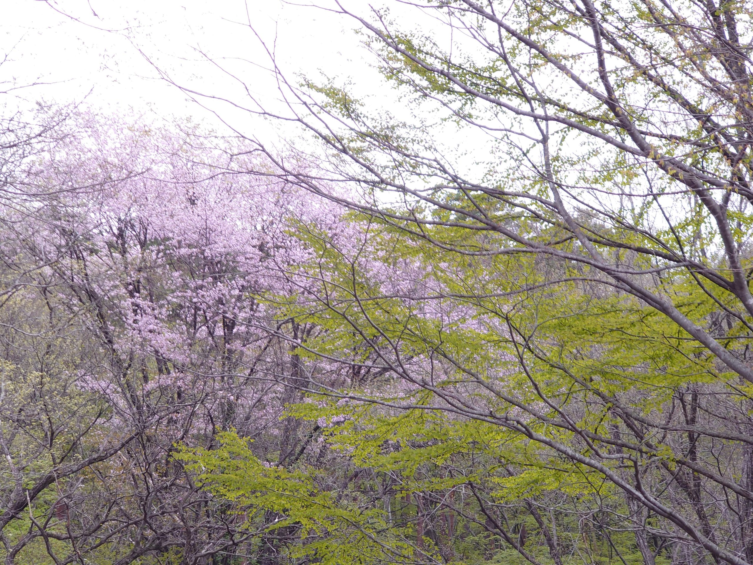 【イベントダイアリー】2022.4.24.日 蔵王ことりはうす 森林セラピー体験